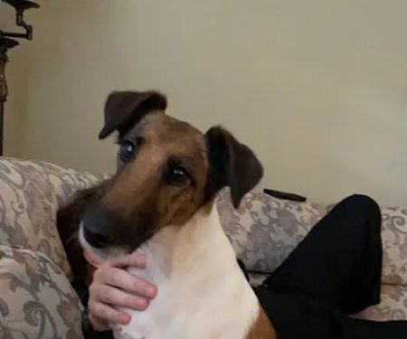 Neumeister Animal Hospital