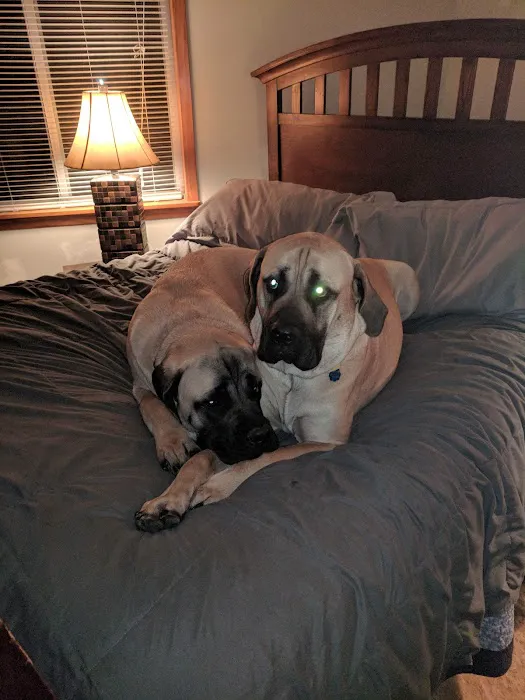 Neumeister Animal Hospital Picture 5