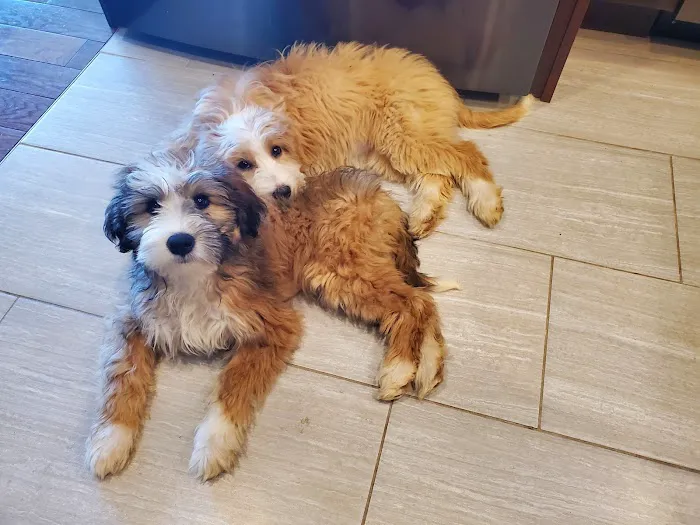 Neumeister Animal Hospital Picture 7