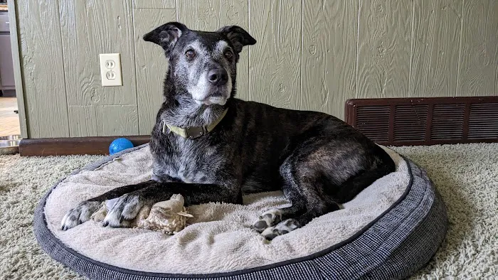 GoodLife Integrative Veterinary Care Picture 1