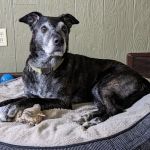 GoodLife Integrative Veterinary Care