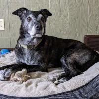 GoodLife Integrative Veterinary Care ico