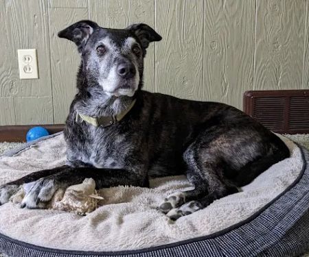 GoodLife Integrative Veterinary Care