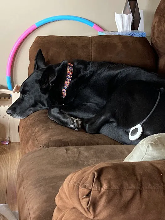 GoodLife Integrative Veterinary Care Picture 4