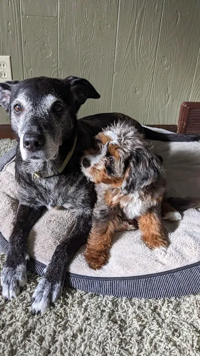 GoodLife Integrative Veterinary Care Picture 6