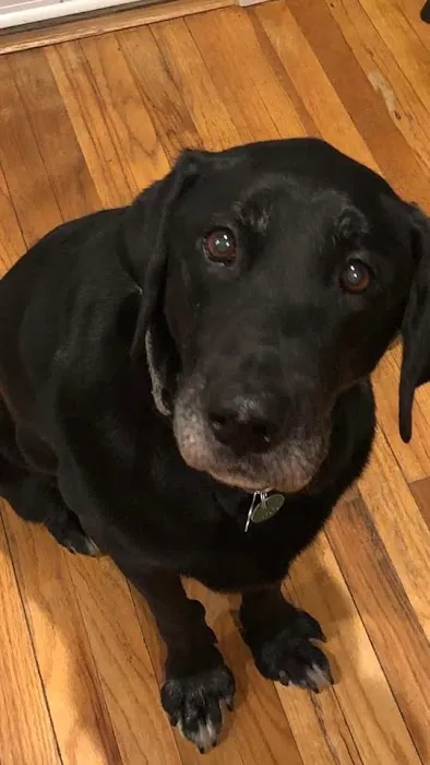 GoodLife Integrative Veterinary Care Picture 5