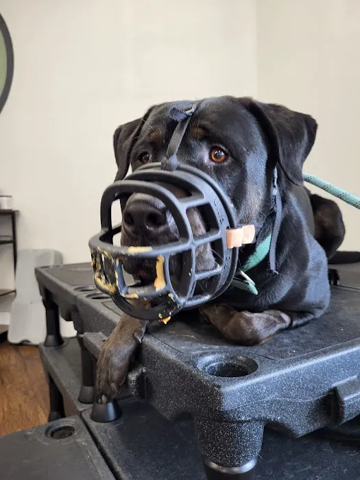 GoodLife Integrative Veterinary Care Picture 7