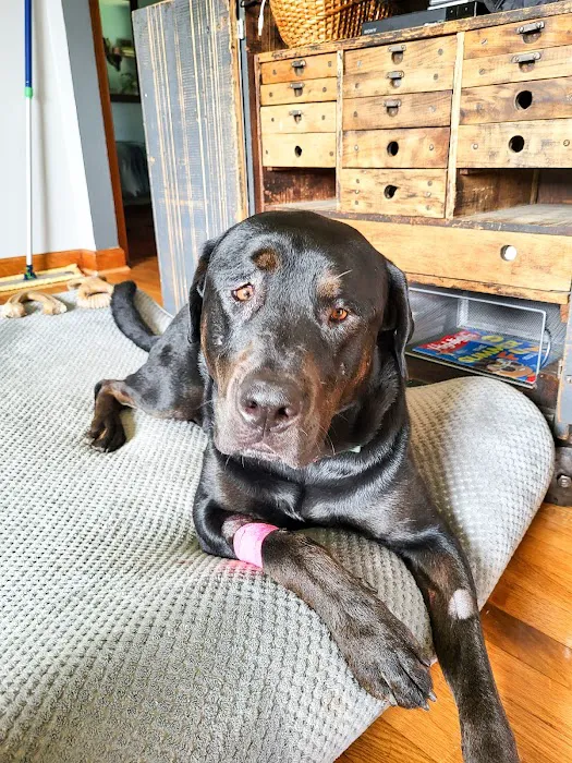 GoodLife Integrative Veterinary Care Picture 10