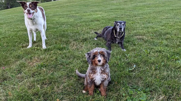 GoodLife Integrative Veterinary Care Picture 9