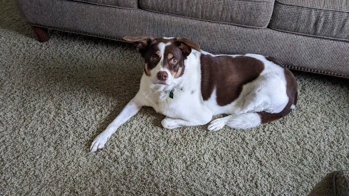 GoodLife Integrative Veterinary Care Picture 8