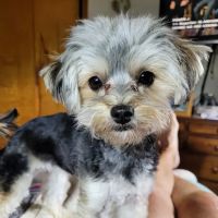 Colonial Terrace Animal Hospital ico