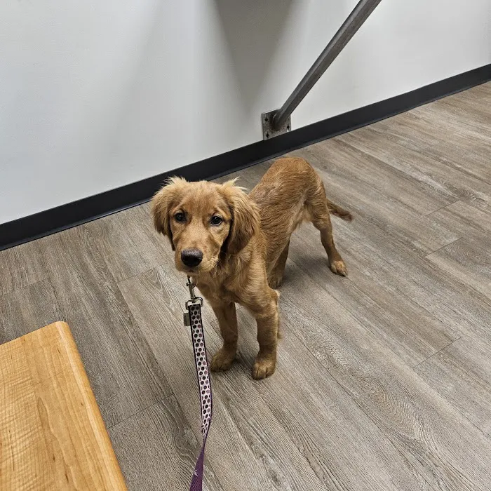 Colonial Terrace Animal Hospital Picture 3