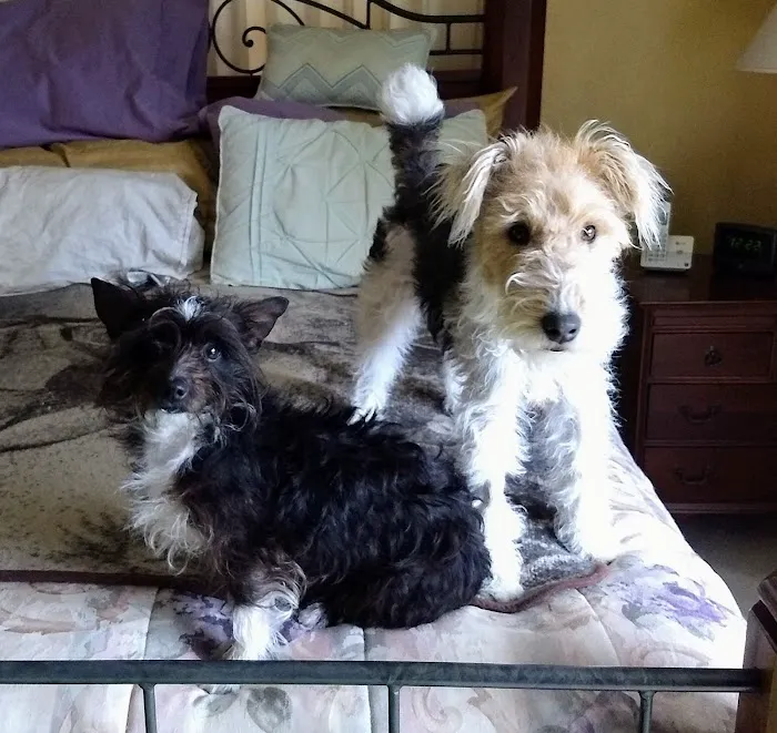 Colonial Terrace Animal Hospital Picture 6