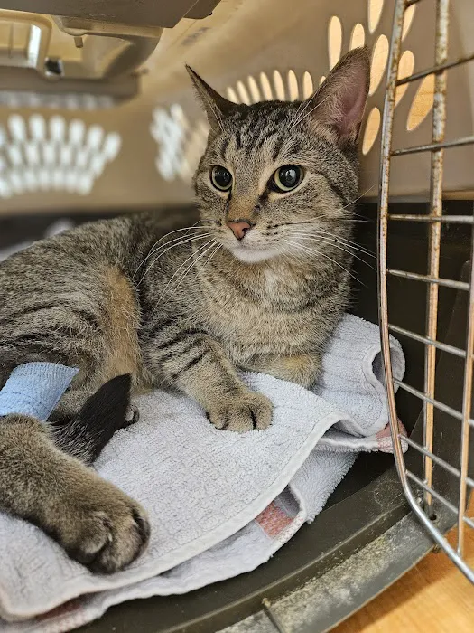 Colonial Terrace Animal Hospital Picture 5