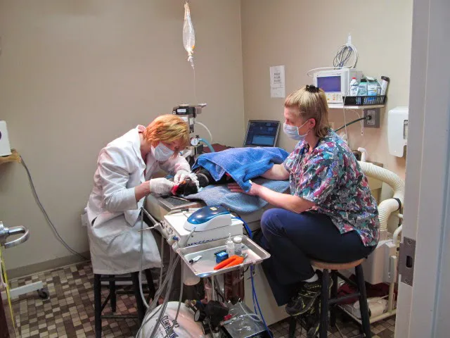 Colonial Terrace Animal Hospital Picture 7