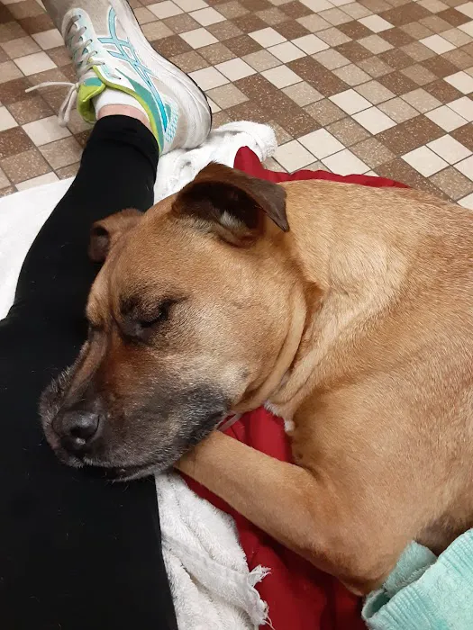 Colonial Terrace Animal Hospital: Kirkendall Marianne DVM Picture 1