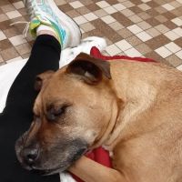 Colonial Terrace Animal Hospital: Kirkendall Marianne DVM ico