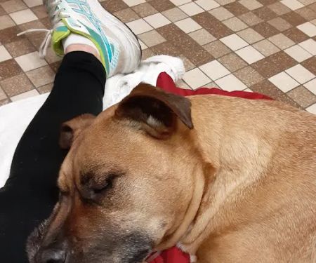 Colonial Terrace Animal Hospital: Kirkendall Marianne DVM