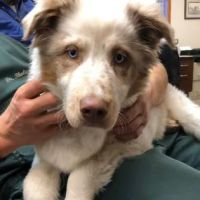 Rolling Hills Veterinary Services ico