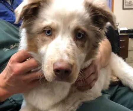 Rolling Hills Veterinary Services