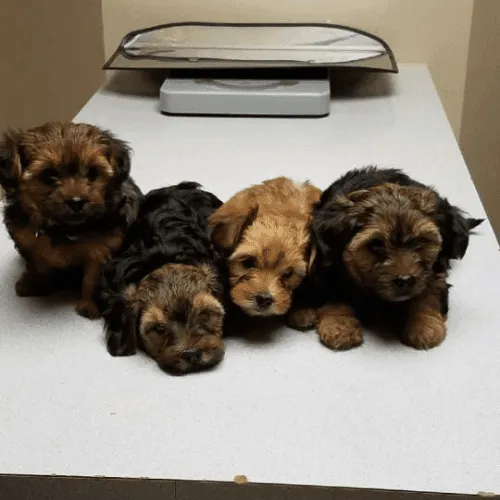 Rolling Hills Veterinary Services Picture 3