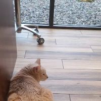 Valley Veterinary Hospital ico