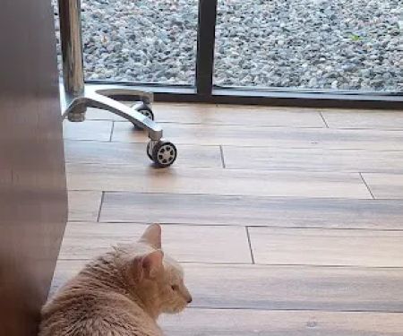 Valley Veterinary Hospital