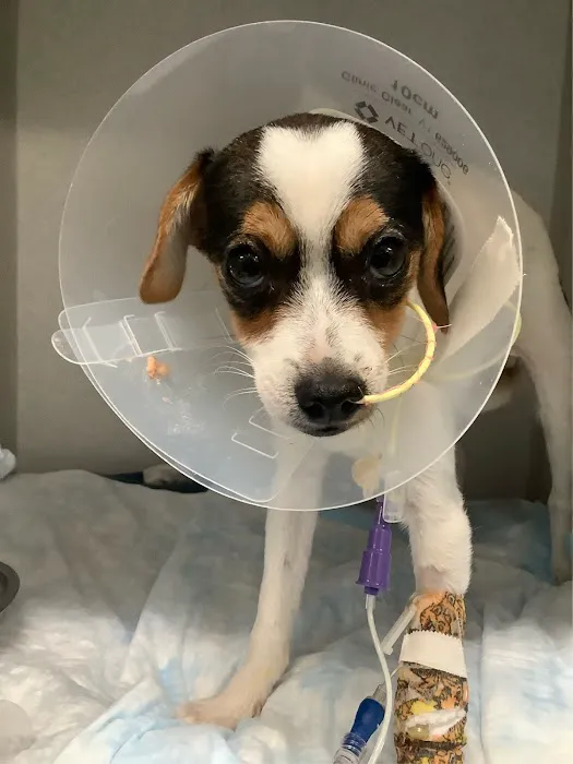 Valley Veterinary Hospital Picture 3