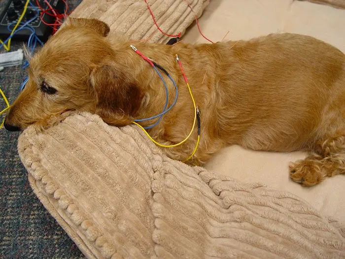 Valley Veterinary Hospital Picture 6