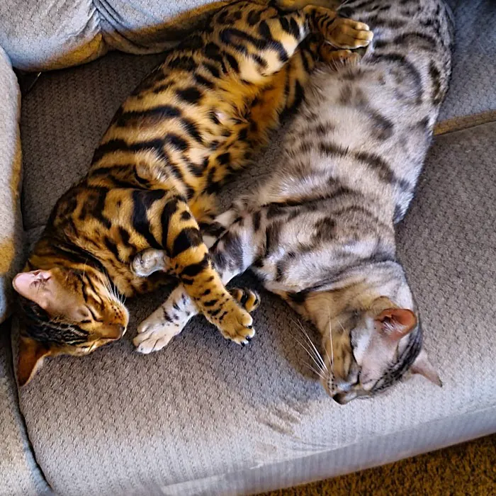 Valley Veterinary Hospital Picture 7