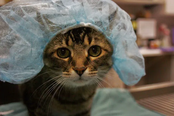 Valley Veterinary Hospital Picture 9