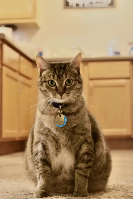 West Fargo Animal Hospital Picture 5