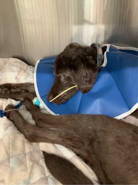 Amy Anderson, DVM Picture 1