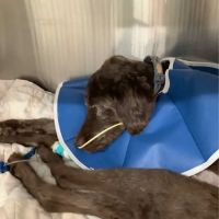 Amy Anderson, DVM ico