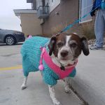 Healthy Paws Veterinary Clinic