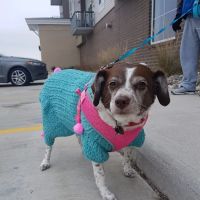 Healthy Paws Veterinary Clinic ico