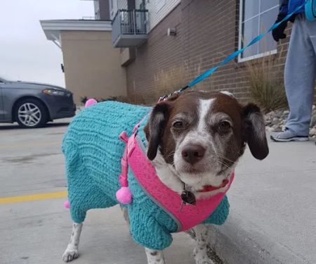 Healthy Paws Veterinary Clinic