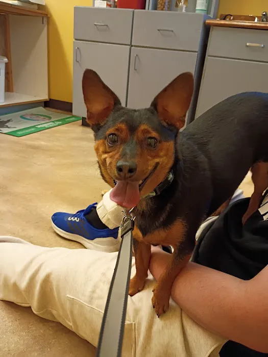 Healthy Paws Veterinary Clinic Picture 6