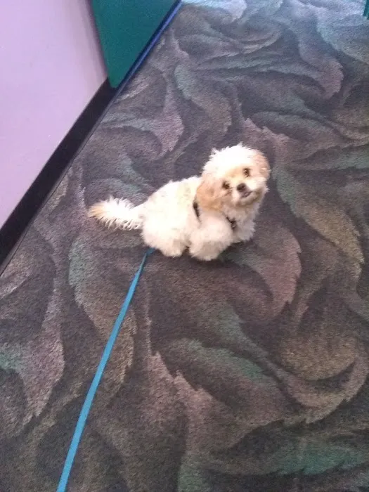 Healthy Paws Veterinary Clinic Picture 4