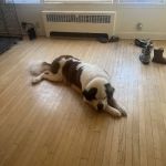 Get Your Fix Veterinary Surgical Center