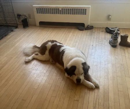 Get Your Fix Veterinary Surgical Center