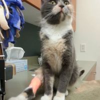 Detroit Lakes Animal Hospital ico