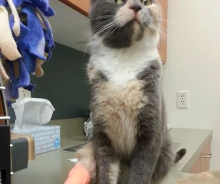 Detroit Lakes Animal Hospital