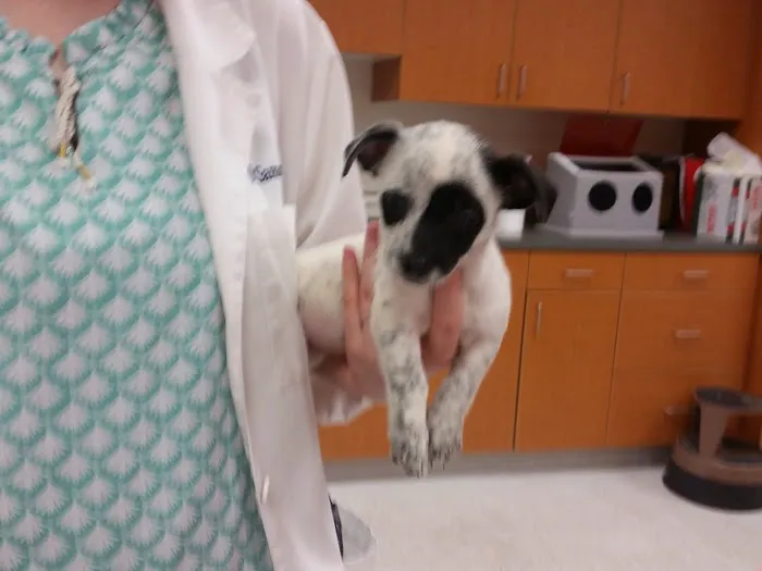 Detroit Lakes Animal Hospital Picture 2