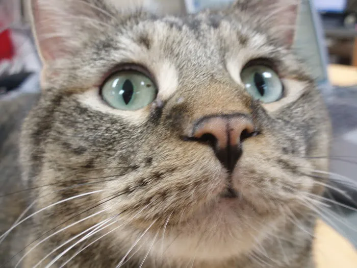 Detroit Lakes Animal Hospital Picture 10