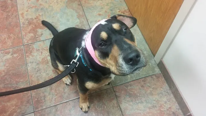 Detroit Lakes Animal Hospital Picture 9