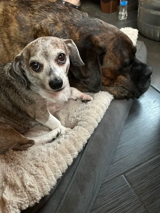 Veterinary Dermatology Service Picture 3