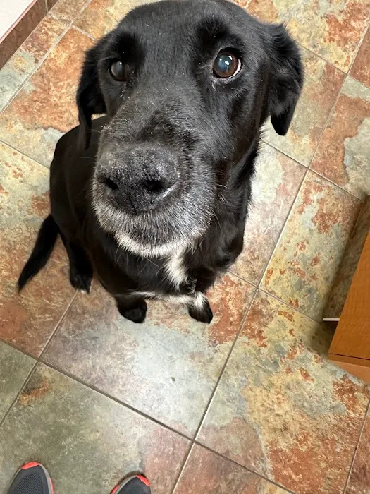 Veterinary Dermatology Service Picture 1