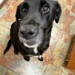 Veterinary Dermatology Service