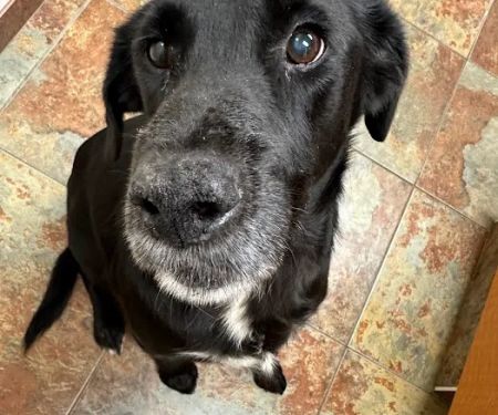 Veterinary Dermatology Service